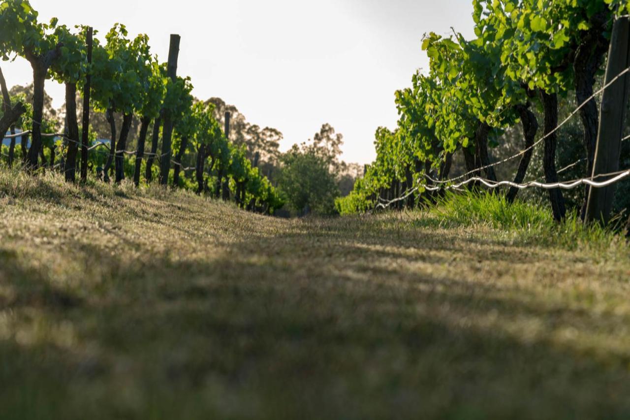 Thistle Hill Guesthouse - Walk To Many Wineries And Restaurants Pokolbin Buitenkant foto